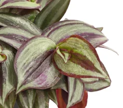 Dreimasterblume - Tradescantia zebrina 'Pink Joy'