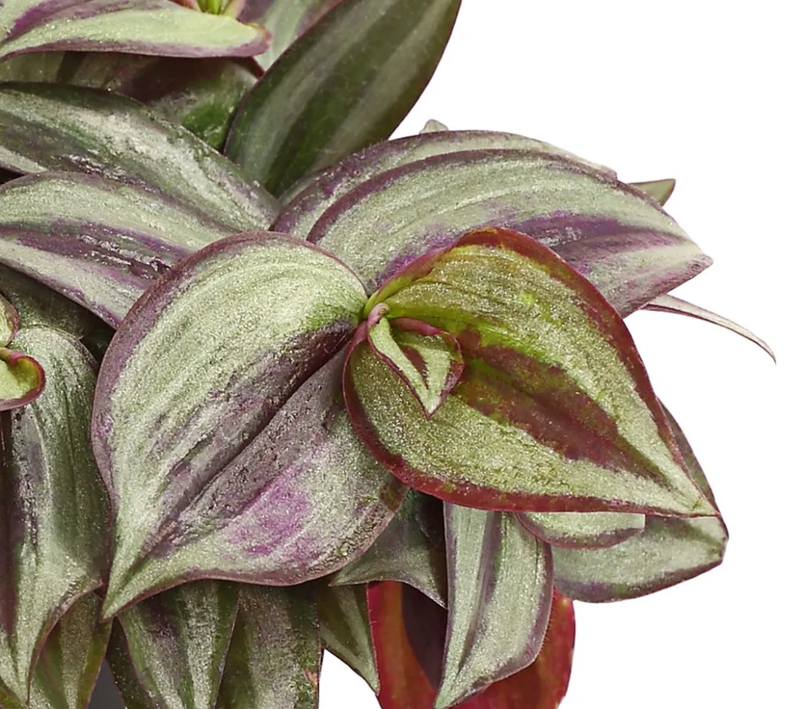 Dreimasterblume - Tradescantia zebrina 'Pink Joy'