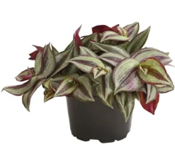 Dreimasterblume - Tradescantia zebrina 'Pink Joy'
