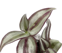 Dreimasterblume - Tradescantia 'Purple Passion'