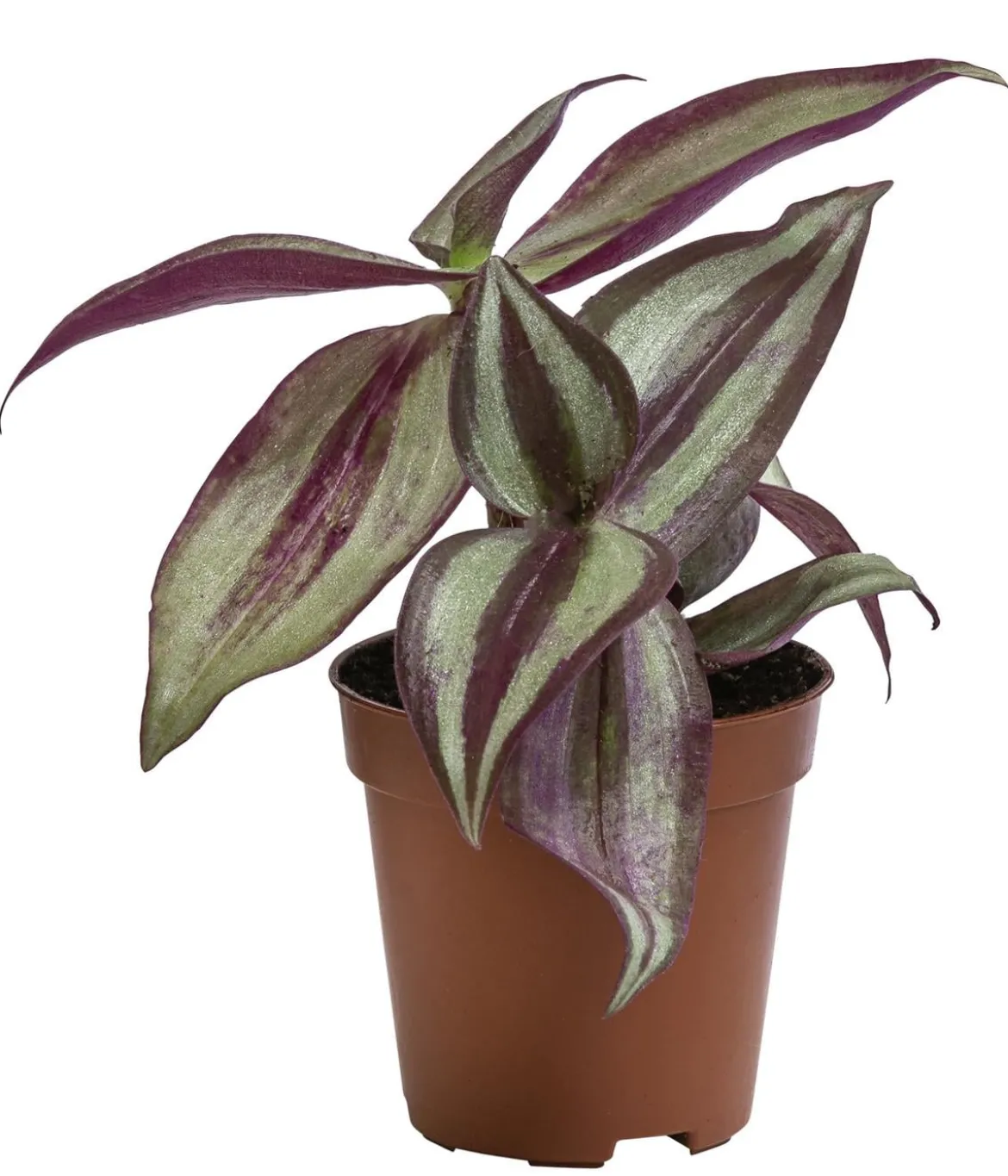 Dreimasterblume - Tradescantia 'Purple Passion'