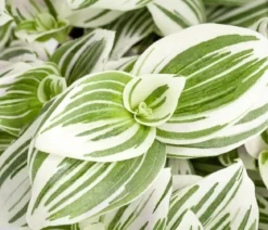 Dreimasterblume - Tradescantia zebrina 'Brightness'