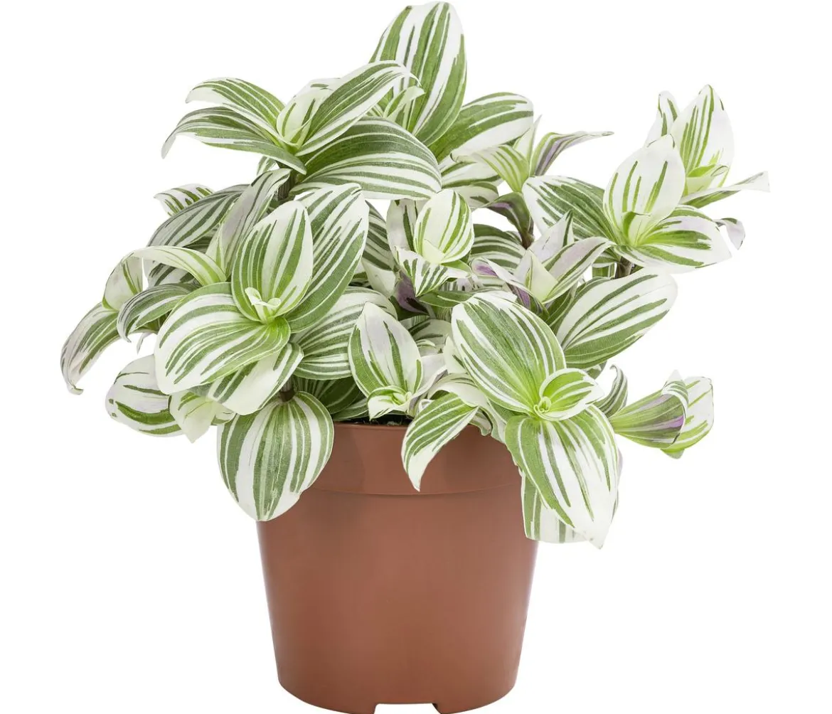 Dreimasterblume - Tradescantia zebrina 'Brightness'