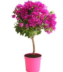 Drillingsblume, Ministamm