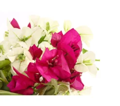 Drillingsblumen-Duo, Spalier