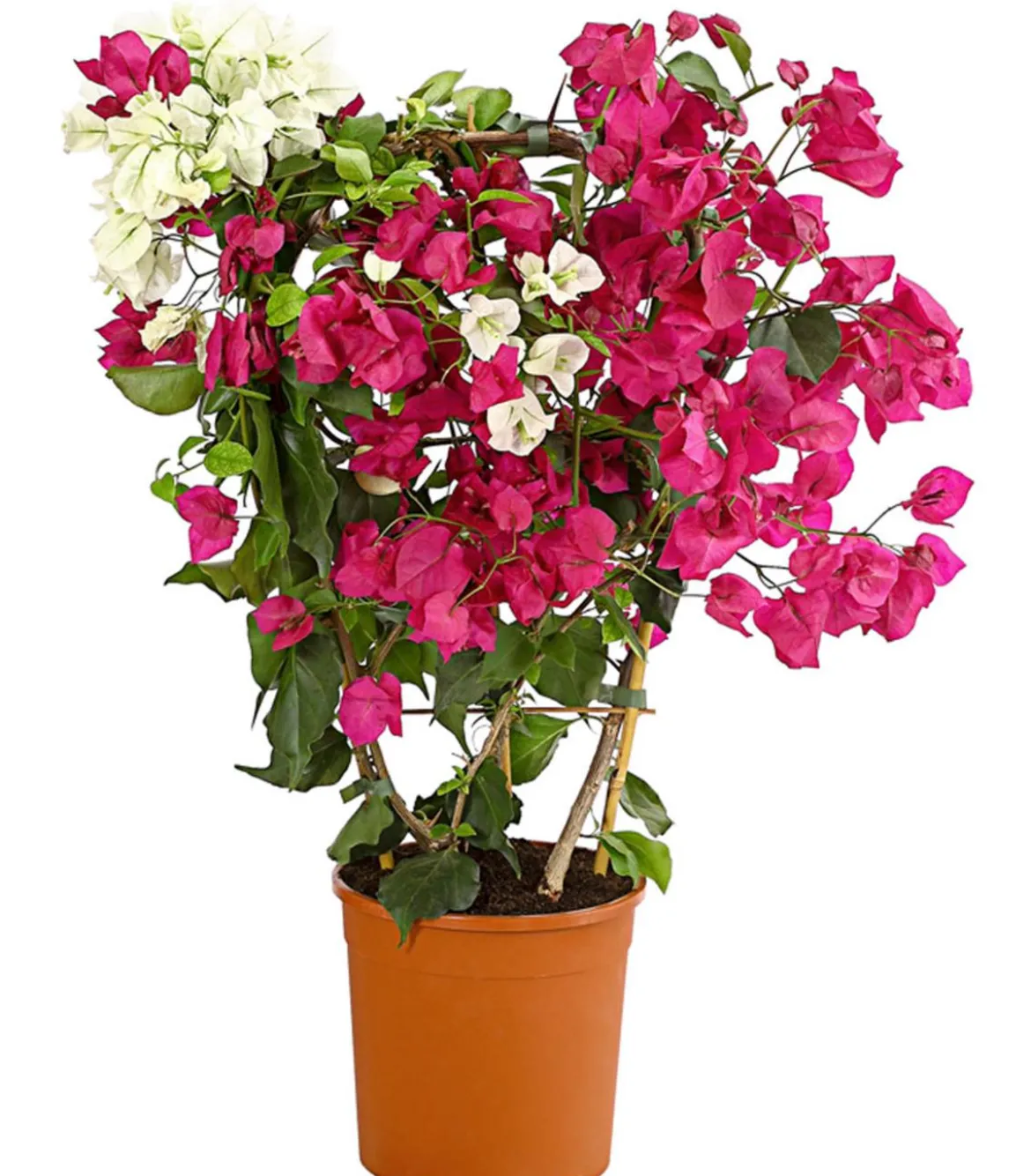 Drillingsblumen-Duo, Spalier