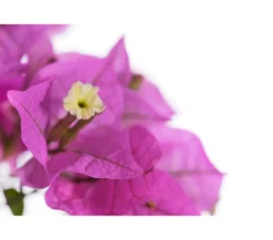 Drillingsblume, Pyramide/Spalier