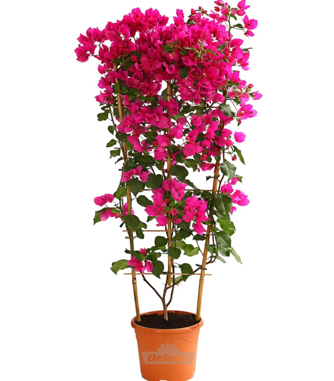 Drillingsblume 'Renate', Spalier
