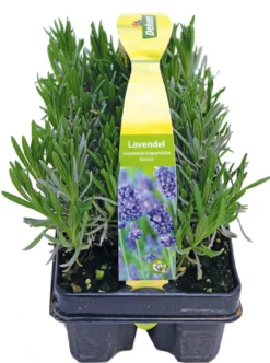 Duftlavendel, 6er-Schale