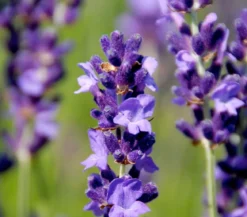 Duftlavendel, 6er-Schale