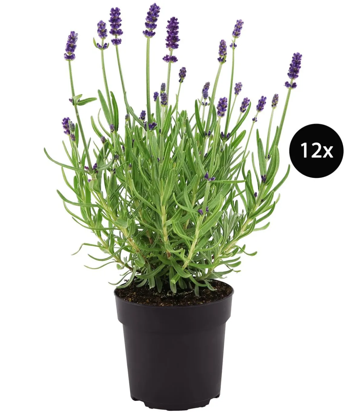 Duftlavendel, 12er-Set