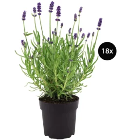 Duftlavendel, 18er-Set