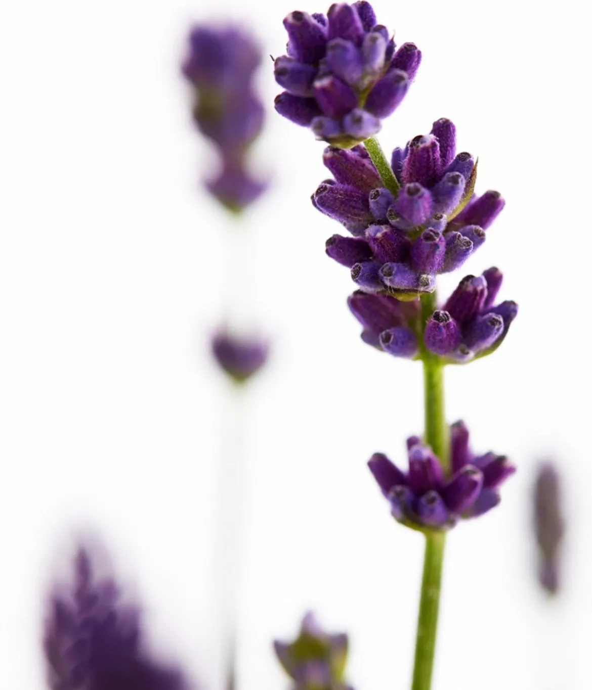 Duft-Lavendel 'Felice', 4er-Set