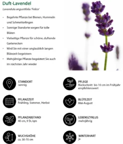 Duft-Lavendel 'Felice', 4er-Set