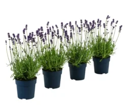 Duft-Lavendel 'Felice', 4er-Set
