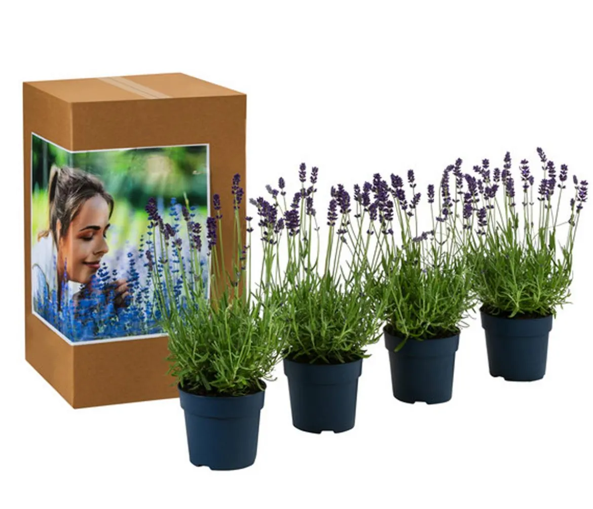 Duft-Lavendel 'Felice', 4er-Set