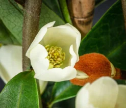 Duft-Magnolie 'Vanilla Pearls'