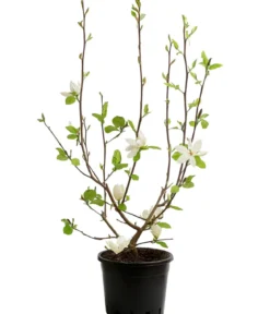 Duft-Magnolie 'Yellow Bird'