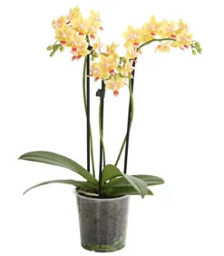 Duft-Orchidee - Phalaenopsis-Hybride 'Flacon Solaire'