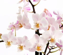 Duft-Orchidee - Phalaenopsis-Hybride 'Flacon Solaire'