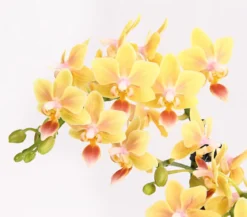 Duft-Orchidee - Phalaenopsis-Hybride 'Flacon Solaire'