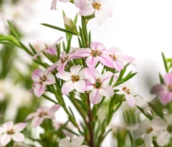 Duftsternchen - Boronia anemonifolia