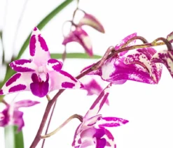 Duft-Traubenorchidee - Dendrobium kingianum 'Splash'