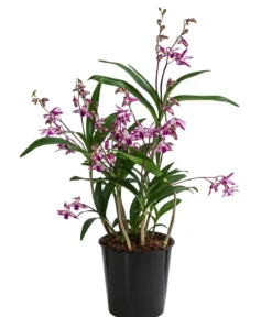 Duft-Traubenorchidee - Dendrobium kingianum 'Splash'