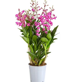 Duft-Traubenorchidee - Dendrobium kingianum 'Berry'
