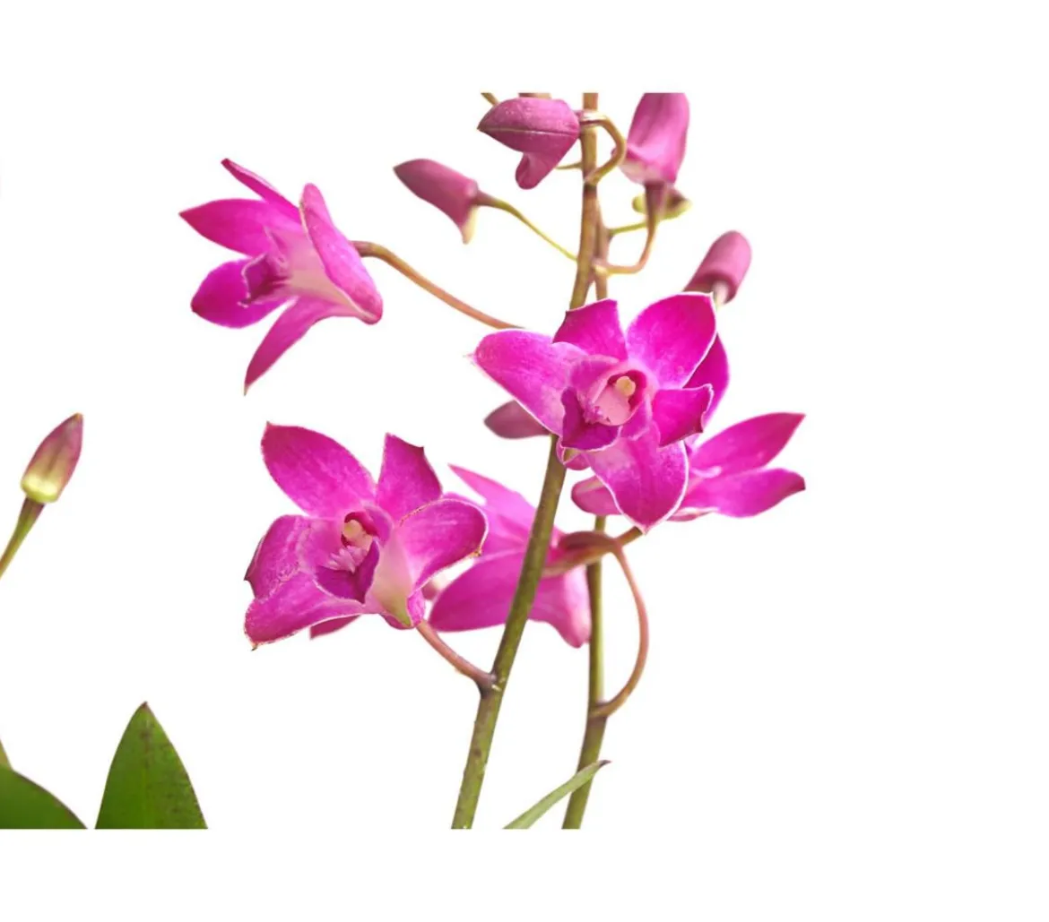 Duft-Traubenorchidee - Dendrobium kingianum 'Berry'