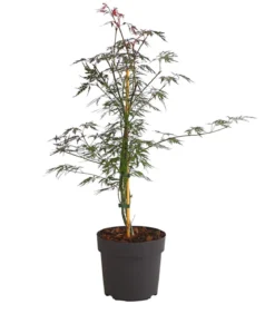 Dunkelroter Schlitz-Ahorn 'Dissectum Garnet'