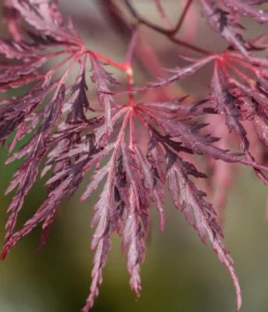 Dunkelroter Schlitz-Ahorn 'Dissectum Garnet'