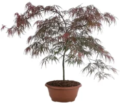 Dunkelroter Schlitz-Ahorn 'Dissectum Garnet', ca. 30-40 cm