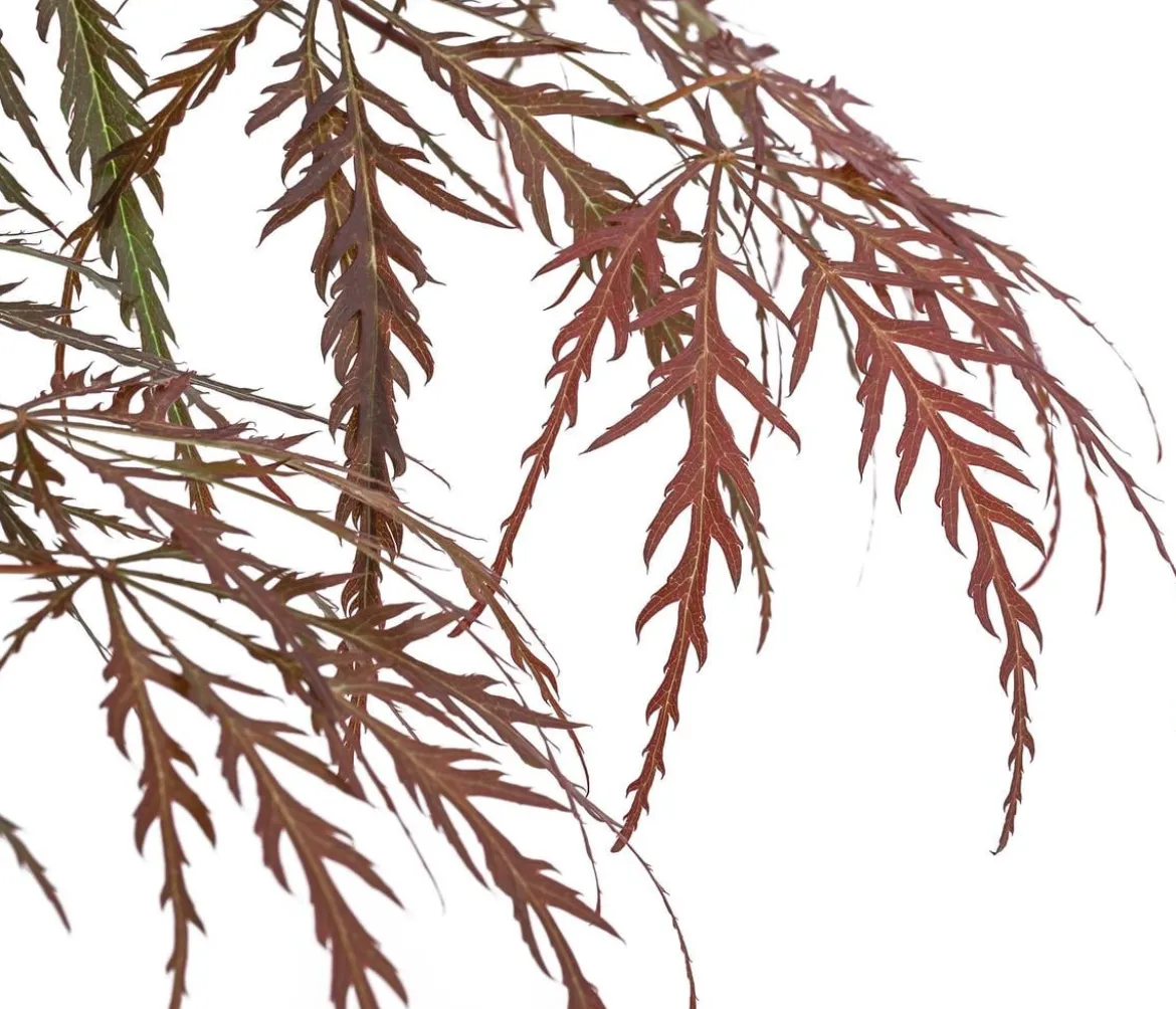 Dunkelroter Schlitz-Ahorn 'Dissectum Garnet', ca. 30-40 cm