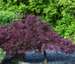 Dunkelroter Schlitz-Ahorn 'Dissectum Garnet', ca. 30-40 cm
