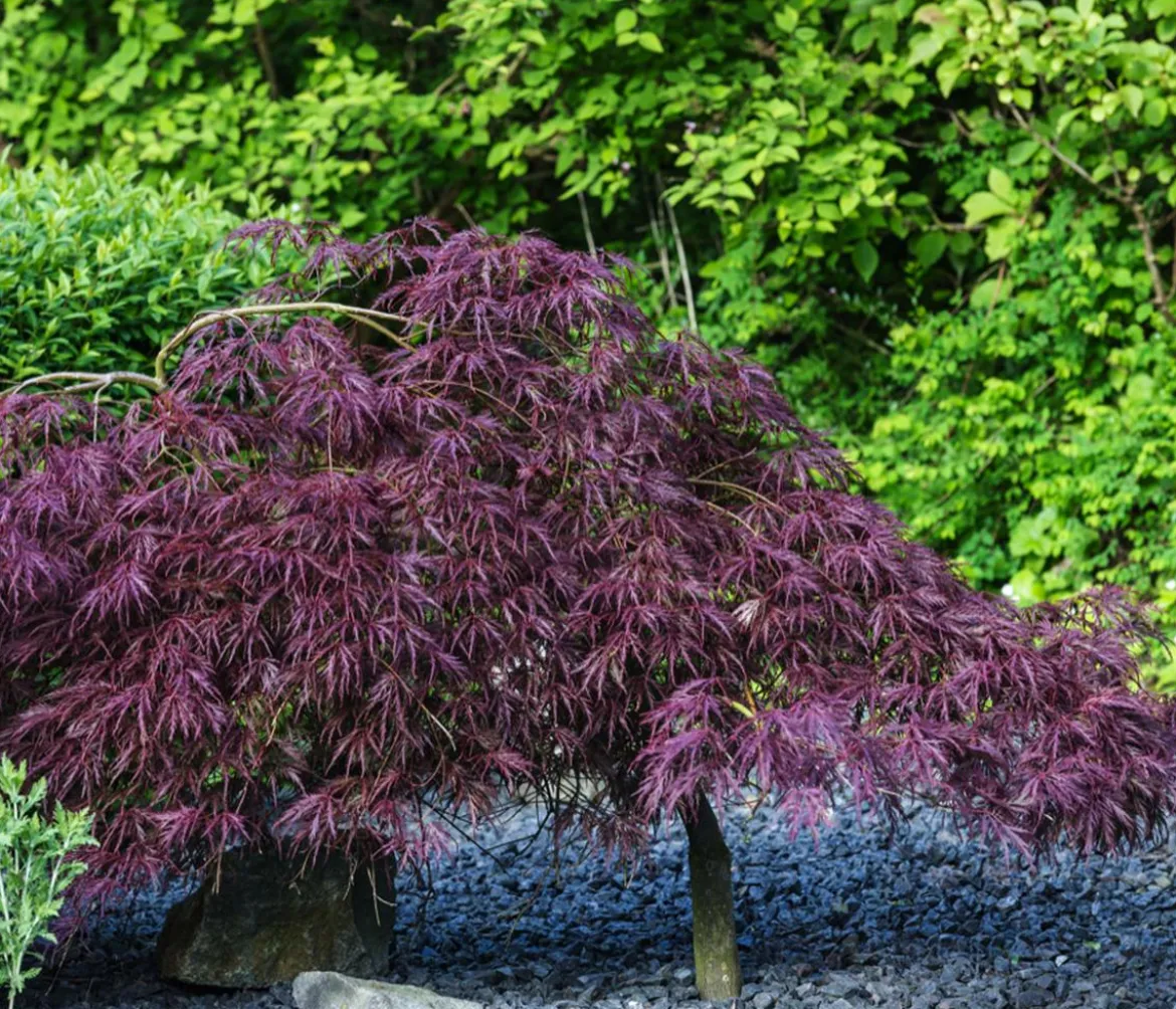 Dunkelroter Schlitz-Ahorn 'Dissectum Garnet', ca. 30-40 cm