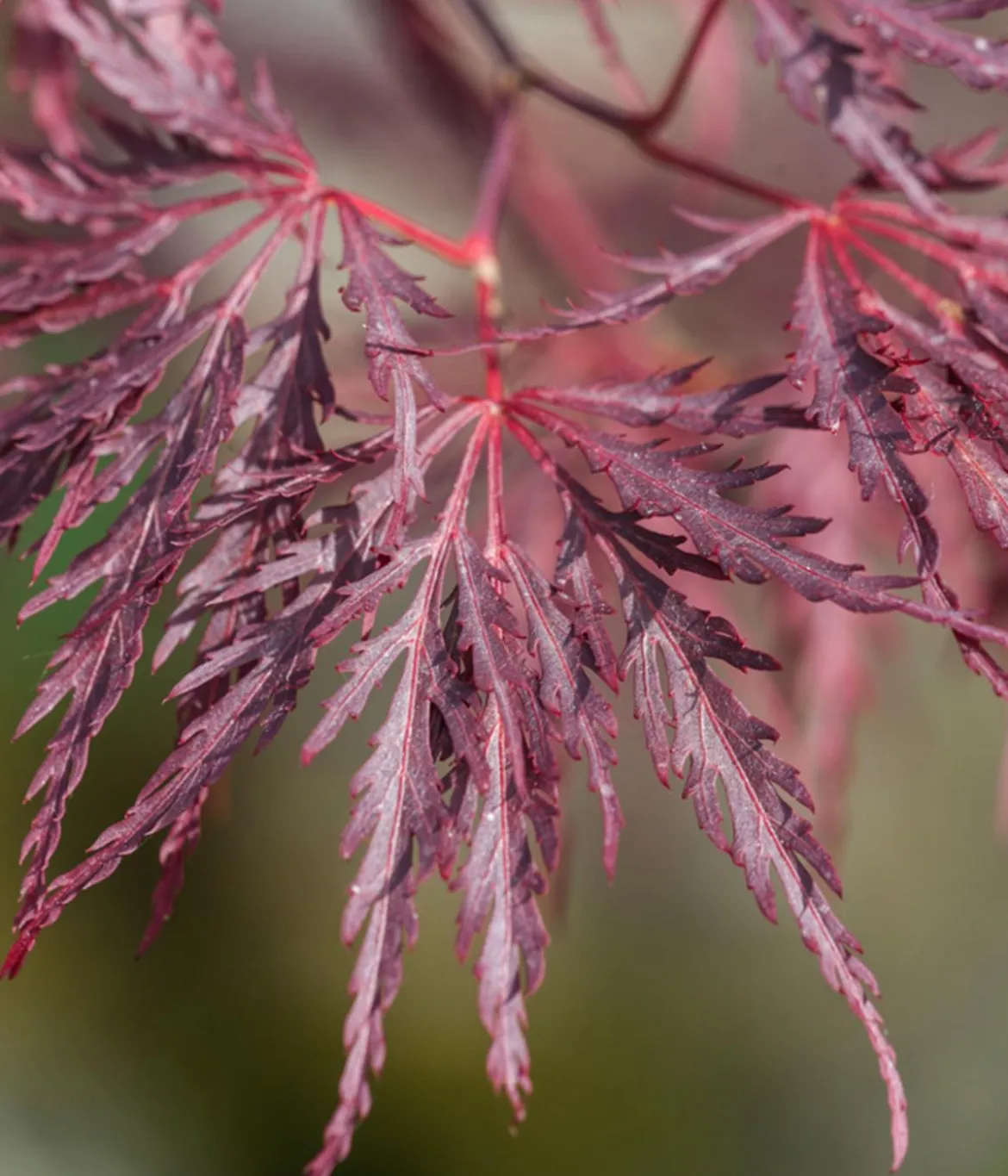 Dunkelroter Schlitz-Ahorn 'Dissectum Garnet', ca. 30-40 cm