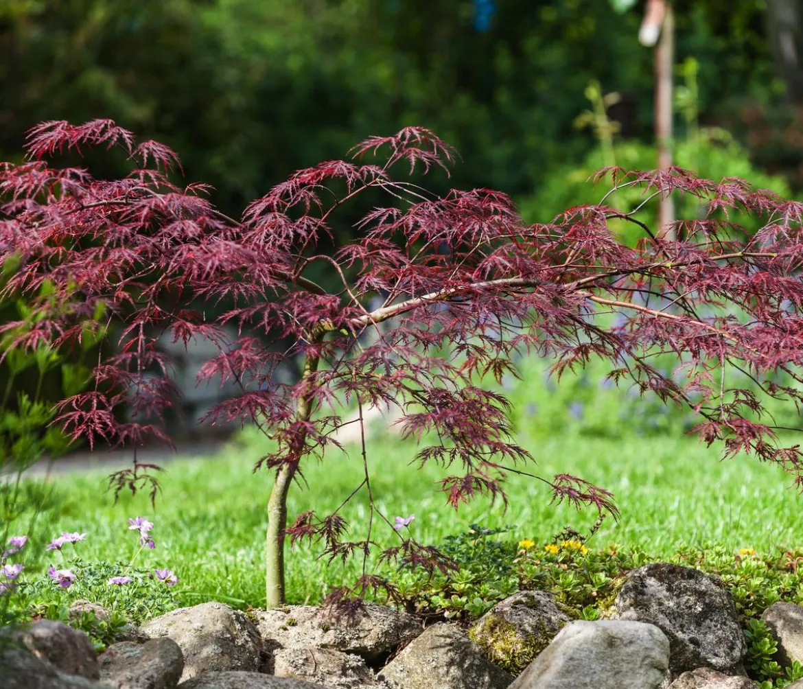 Dunkelroter Schlitz-Ahorn 'Dissectum Garnet', ca. 30-40 cm