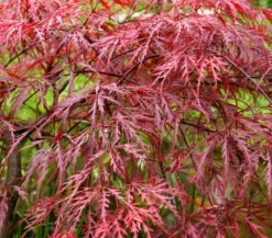 Dunkelroter Schlitz-Ahorn 'Dissectum Garnet', ca. 30-40 cm