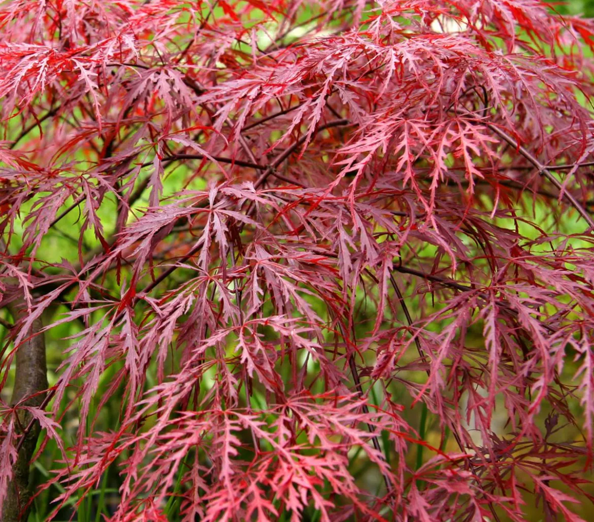 Dunkelroter Schlitz-Ahorn 'Dissectum Garnet', ca. 30-40 cm