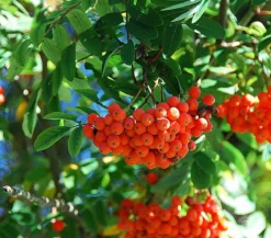 Eberesche 'Edulis'