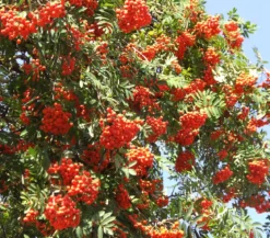 Eberesche 'Edulis'