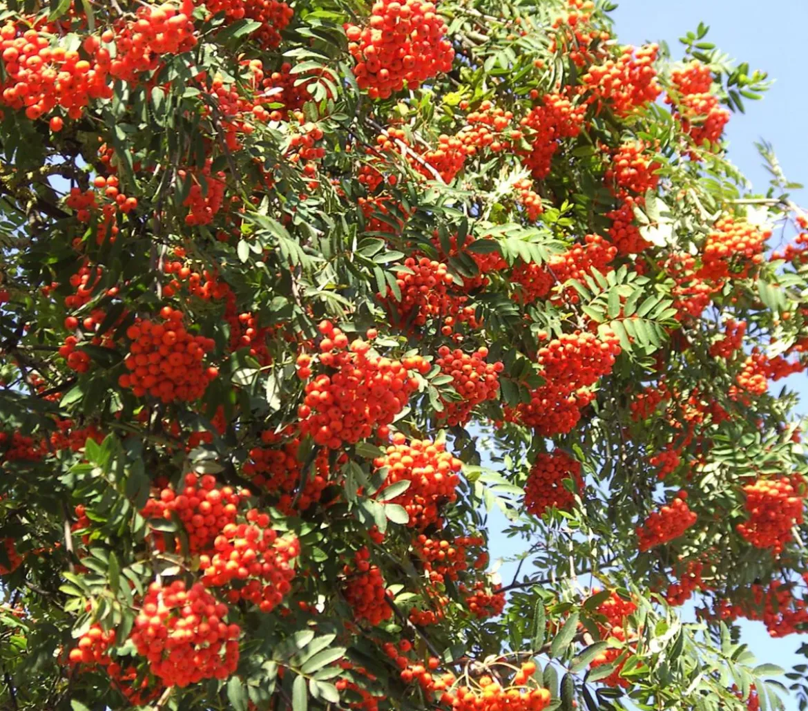 Eberesche 'Edulis'