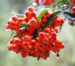 Eberesche 'Edulis'