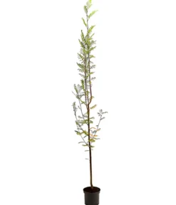 Eberesche 'Edulis'