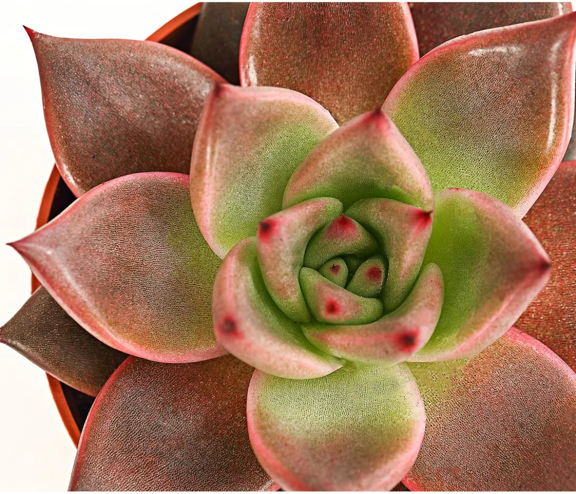 Echeverie - Echeveria agavoides 'Taurus'