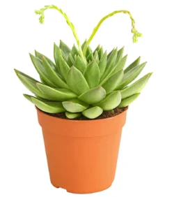 Echeverie - Echeveria agavoides