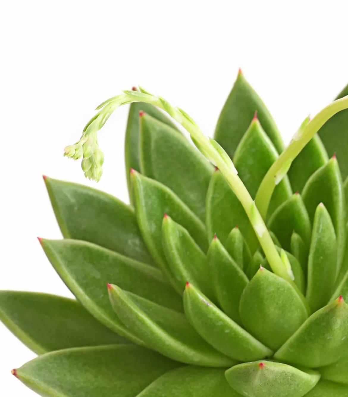 Echeverie - Echeveria agavoides
