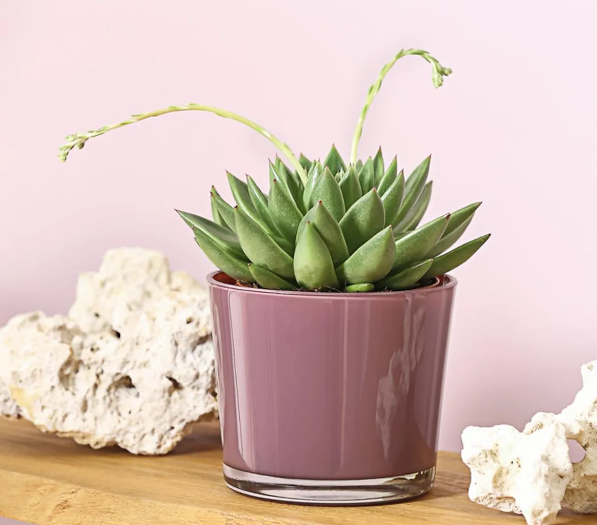 Echeverie - Echeveria agavoides