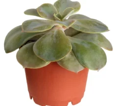Echeverie - Echeveria Hybride, verschiedene Sorten